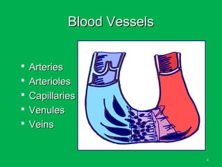 44
Blood VesselsBlood Vessels
 ArteriesArteries
 ArteriolesArterioles
 CapillariesCapillaries
 VenulesVenules
 VeinsVeins
 