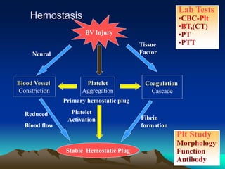 Hemostasis
BV Injury
Platelet
Aggregation
Platelet
Activation
Blood Vessel
Constriction
Coagulation
Cascade
Stable Hemostatic Plug
Fibrin
formation
Reduced
Blood flow
Tissue
Factor
Primary hemostatic plug
Neural
Lab Tests
•CBC-Plt
•BT,(CT)
•PT
•PTT
Plt Study
Morphology
Function
Antibody
 