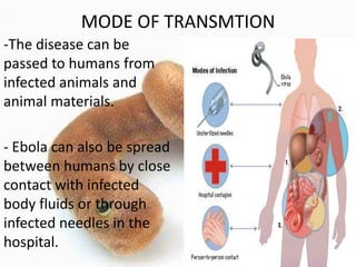 MODE OF TRANSMTION
-The disease can be
passed to humans from
infected animals and
animal materials.
- Ebola can also be spread
between humans by close
contact with infected
body fluids or through
infected needles in the
hospital.

 