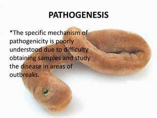 PATHOGENESIS
*The specific mechanism of
pathogenicity is poorly
understood due to difficulty
obtaining samples and study
the disease in areas of
outbreaks.

 