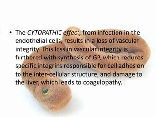 • The CYTOPATHIC effect, from infection in the
endothelial cells, results in a loss of vascular
integrity. This loss in vascular integrity is
furthered with synthesis of GP, which reduces
specific integrins responsible for cell adhesion
to the inter-cellular structure, and damage to
the liver, which leads to coagulopathy.

 