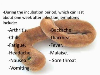 -During the incubation period, which can last
about one week after infection, symptoms
include:

-Arthritis.
-Chills.
-Fatigue.
-Headache
-Nausea.
-Vomiting.

-Backache.
-Diarrhea.
-Fever.
-Malaise.
- Sore throat

 