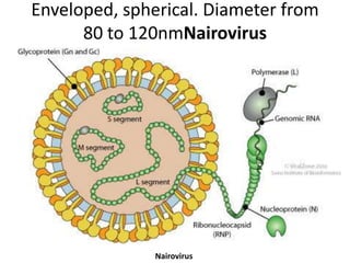 Enveloped, spherical. Diameter from
80 to 120nmNairovirus

Nairovirus

 