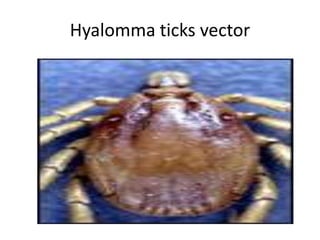 Hyalomma ticks vector

 