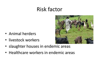 Risk factor

•
•
•
•

Animal herders
livestock workers
slaughter houses in endemic areas
Healthcare workers in endemic areas

 