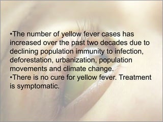 •The number of yellow fever cases has
increased over the past two decades due to
declining population immunity to infection,
deforestation, urbanization, population
movements and climate change.
•There is no cure for yellow fever. Treatment
is symptomatic.

 