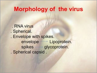 Morphology of the virus
. RNA virus
. Spherical.
. Envelope with spikes.
envelope
Lipoprotein.
spikes
glycoprotein.
. Spherical capsid .

 