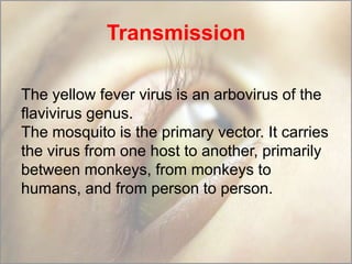 Transmission
The yellow fever virus is an arbovirus of the
flavivirus genus.
The mosquito is the primary vector. It carries
the virus from one host to another, primarily
between monkeys, from monkeys to
humans, and from person to person.

 