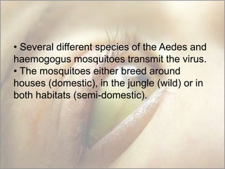 • Several different species of the Aedes and
haemogogus mosquitoes transmit the virus.
• The mosquitoes either breed around
houses (domestic), in the jungle (wild) or in
both habitats (semi-domestic).

 