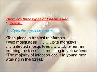 There are three types of transmission
• cycles:-

1 Sylvatic yellow fever: •Take place in tropical rainforests.
•Wild mosquitoes ………bite monkeys
……infected mosquitoes ……….bite human
entering the forest …..resulting in yellow fever.
•The majority of infection occur in young men
working in the forest.

 