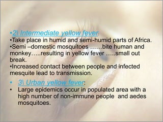 •2 Intermediate yellow fever:

•Take place in humid and semi-humid parts of Africa.
•Semi –domestic mosquitoes ……bite human and
monkey…..resulting in yellow fever …..small out
break.
•Increased contact between people and infected
mesquite lead to transmission.

• 3 Urban yellow fever:

• Large epidemics occur in populated area with a
high number of non-immune people and aedes
mosquitoes.

 