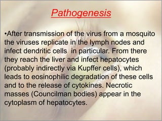 Pathogenesis
•After transmission of the virus from a mosquito
the viruses replicate in the lymph nodes and
infect dendritic cells in particular. From there
they reach the liver and infect hepatocytes
(probably indirectly via Kupffer cells), which
leads to eosinophilic degradation of these cells
and to the release of cytokines. Necrotic
masses (Councilman bodies) appear in the
cytoplasm of hepatocytes.

 