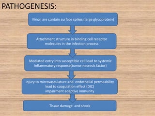 PATHOGENESIS:
Virion are contain surface spikes (large glycoprotein)

Attachment structure in binding cell receptor
molecules in the infection process

Mediated entry into susceptible cell lead to systemic
inflammatory response(tumor necrosis factor)

Injury to microvasculature and endothelial permeability
lead to coagulation effect (DIC)
impairment adaptive immunity

Tissue damage and shock

 