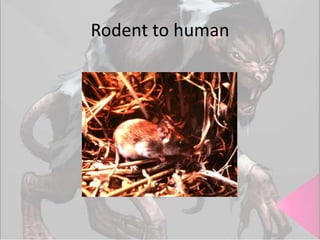 Rodent to human

 