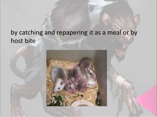 by catching and repapering it as a meal or by
host bite

 