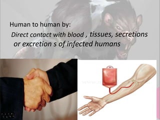 Human to human by:
Direct contact with blood , tissues, secretions

or excretion s of infected humans

 