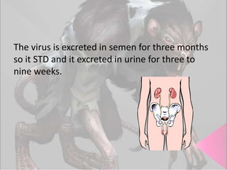 The virus is excreted in semen for three months
so it STD and it excreted in urine for three to
nine weeks.

 
