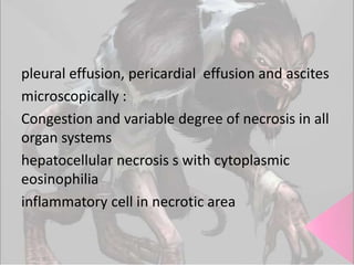 pleural effusion, pericardial effusion and ascites
microscopically :
Congestion and variable degree of necrosis in all
organ systems
hepatocellular necrosis s with cytoplasmic
eosinophilia
inflammatory cell in necrotic area

 
