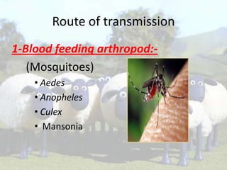 Route of transmission
1-Blood feeding arthropod:(Mosquitoes)
• Aedes
• Anopheles
• Culex
• Mansonia

 