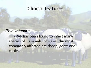 Clinical features

(I)-In animals:- RVF has been found to infect many
species of animals, however the most
commonly affected are sheep, goats and
cattle….

 