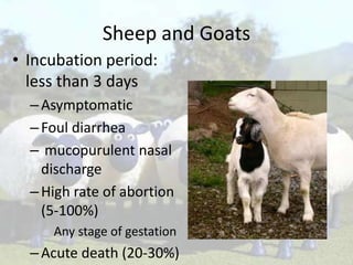 Sheep and Goats
• Incubation period:
less than 3 days
– Asymptomatic
– Foul diarrhea
– mucopurulent nasal
discharge
– High rate of abortion
(5-100%)
Any stage of gestation

– Acute death (20-30%)

 