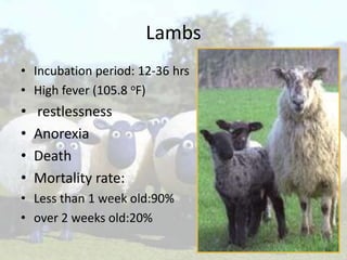 Lambs
• Incubation period: 12-36 hrs
• High fever (105.8 oF)

•
•
•
•

restlessness
Anorexia
Death
Mortality rate:

• Less than 1 week old:90%
• over 2 weeks old:20%

 
