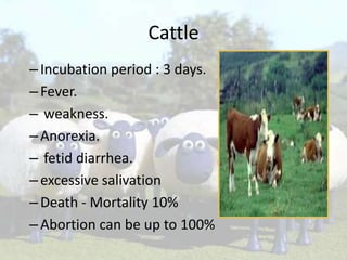 Cattle
– Incubation period : 3 days.
– Fever.
– weakness.
– Anorexia.
– fetid diarrhea.
– excessive salivation
– Death - Mortality 10%
– Abortion can be up to 100%

 