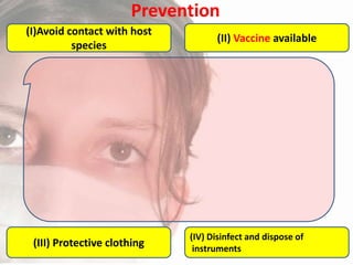 Prevention
(I)Avoid contact with host
species

(III) Protective clothing

(II) Vaccine available

(IV) Disinfect and dispose of
instruments

 