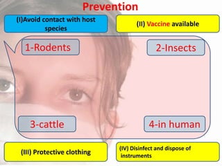 Prevention
(I)Avoid contact with host
species

(II) Vaccine available

1-Rodents

2-Insects

3-cattle

4-in human

(III) Protective clothing

(IV) Disinfect and dispose of
instruments

 
