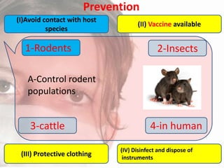 Prevention
(I)Avoid contact with host
species

1-Rodents

(II) Vaccine available

2-Insects

A-Control rodent
populations

3-cattle
(III) Protective clothing

4-in human
(IV) Disinfect and dispose of
instruments

 