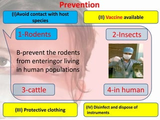 Prevention
(I)Avoid contact with host
species

1-Rodents

(II) Vaccine available

2-Insects

B-prevent the rodents
from enteringor living
in human populations

3-cattle
(III) Protective clothing

4-in human
(IV) Disinfect and dispose of
instruments

 