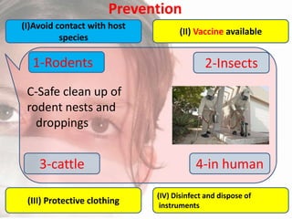 Prevention
(I)Avoid contact with host
species

1-Rodents

(II) Vaccine available

2-Insects

C-Safe clean up of
rodent nests and
droppings

3-cattle
(III) Protective clothing

4-in human
(IV) Disinfect and dispose of
instruments

 
