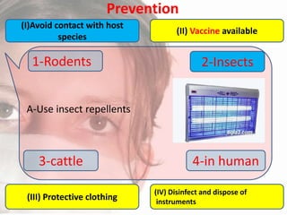 Prevention
(I)Avoid contact with host
species

1-Rodents

(II) Vaccine available

2-Insects

A-Use insect repellents

3-cattle
(III) Protective clothing

4-in human
(IV) Disinfect and dispose of
instruments

 