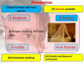 Prevention
(I)Avoid contact with host
species

1-Rodents

(II) Vaccine available

2-Insects

B-Proper clothing and bed
nets

3-cattle
(III) Protective clothing

4-in human
(IV) Disinfect and dispose of
instruments

 