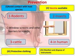 Prevention
(I)Avoid contact with host
species

1-Rodents

(II) Vaccine available

2-Insects

C-Window screens and othe
barriers to insects

3-cattle
(III) Protective clothing

4-in human
(IV) Disinfect and dispose of
instruments

 