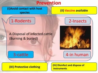 Prevention
(I)Avoid contact with host
species

1-Rodents

(II) Vaccine available

2-Insects

A-Disposal of infected cattle
(Burning & buried)

3-cattle
(III) Protective clothing

4-in human
(IV) Disinfect and dispose of
instruments

 