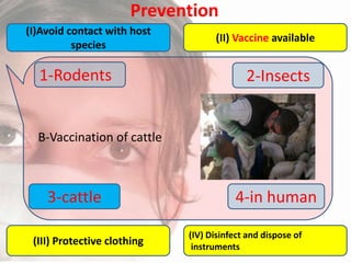 Prevention
(I)Avoid contact with host
species

1-Rodents

(II) Vaccine available

2-Insects

B-Vaccination of cattle

3-cattle
(III) Protective clothing

4-in human
(IV) Disinfect and dispose of
instruments

 