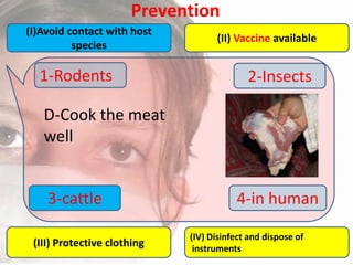 Prevention
(I)Avoid contact with host
species

1-Rodents

(II) Vaccine available

2-Insects

D-Cook the meat
well

3-cattle
(III) Protective clothing

4-in human
(IV) Disinfect and dispose of
instruments

 