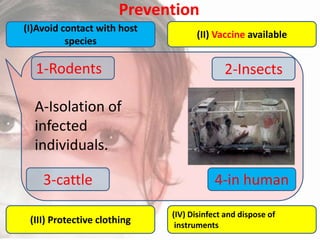 Prevention
(I)Avoid contact with host
species

1-Rodents

(II) Vaccine available

2-Insects

A-Isolation of
infected
individuals.
3-cattle
(III) Protective clothing

4-in human
(IV) Disinfect and dispose of
instruments

 