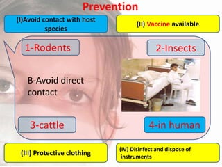 Prevention
(I)Avoid contact with host
species

1-Rodents

(II) Vaccine available

2-Insects

B-Avoid direct
contact

3-cattle
(III) Protective clothing

4-in human
(IV) Disinfect and dispose of
instruments

 