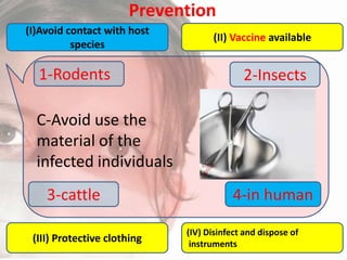 Prevention
(I)Avoid contact with host
species

1-Rodents

(II) Vaccine available

2-Insects

C-Avoid use the
material of the
infected individuals
3-cattle
(III) Protective clothing

4-in human
(IV) Disinfect and dispose of
instruments

 