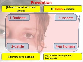 Prevention
(I)Avoid contact with host
species

(II) Vaccine available

1-Rodents

2-Insects

3-cattle

4-in human

(III) Protective clothing

(IV) Disinfect and dispose of
instruments

 