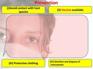Prevention
(I)Avoid contact with host
species

(III) Protective clothing

(II) Vaccine available

(IV) Disinfect and dispose of
instruments

 