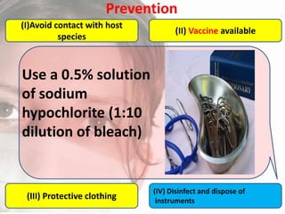 Prevention
(I)Avoid contact with host
species

(II) Vaccine available

Use a 0.5% solution
of sodium
hypochlorite (1:10
dilution of bleach)

(III) Protective clothing

(IV) Disinfect and dispose of
instruments

 
