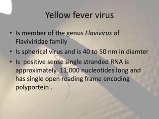 Yellow fever virus
• Is member of the genus Flavivirus of
Flaviviridae family
• Is spherical virus and is 40 to 50 nm in diamter
• Is positive sense single stranded RNA is
approximately 11,000 nucleotides long and
has single open reading frame encoding
polyportein .

 