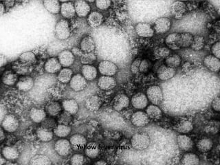 Yellow fever virus

 