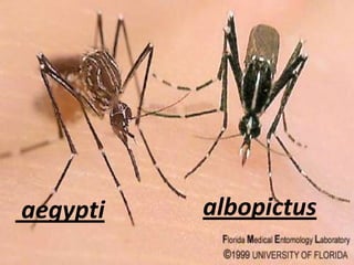 aegypti

albopictus

 