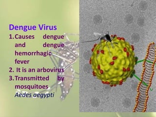 Dengue Virus
1.Causes dengue
and
dengue
hemorrhagic
fever
2. It is an arbovirus
3.Transmitted by
mosquitoes
Aedes aegypti

 