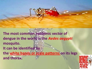 The most common epidemic vector of
dengue in the world is the Aedes aegypti
mosquito.
It can be identified by :
the white bands or scale patterns on its legs
and thorax.

 