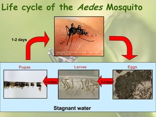 Life cycle of the Aedes Mosquito

1-2 days

Larvae

Pupae

4-5 days

Stagnant water

Eggs

2-3 days

 